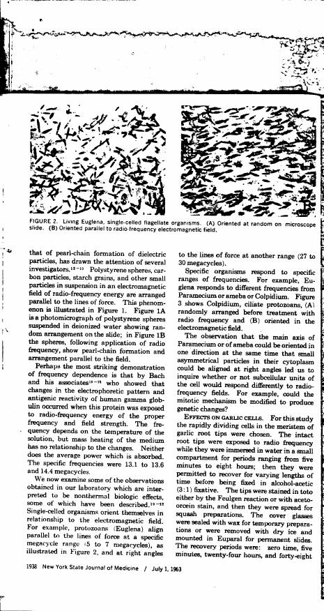 Figure 2 illustrates living Euglena single-celled flagellate organisms oriented at random on a microscope slide and parallel to radio-frequency electromagnetic field.