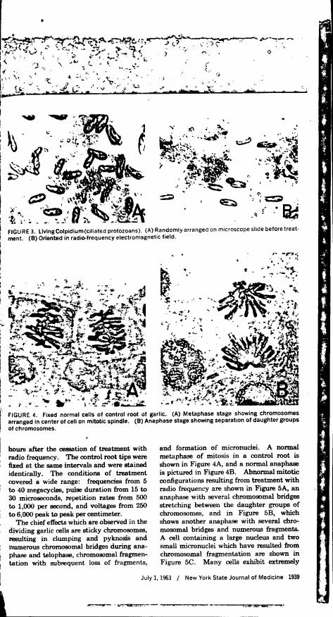 Figure 3 displays living Colpidium cell-like protozoans arranged on a microscope slide before and after treatment with radio-frequency electromagnetic field.