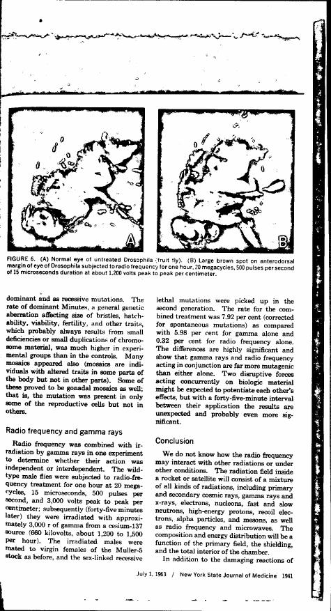 Figure 6 displays two images: (A) a normal eye of an untreated Drosophila fruit fly and (B) a large brown spot on the anterodorsal margin of an eye subjected to radio frequency for one hour.