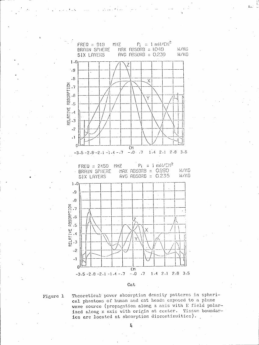 Figure 1: Theoretical power absorption density patterns in spherical phantoms of human and cat heads exposed to a plane wave source.