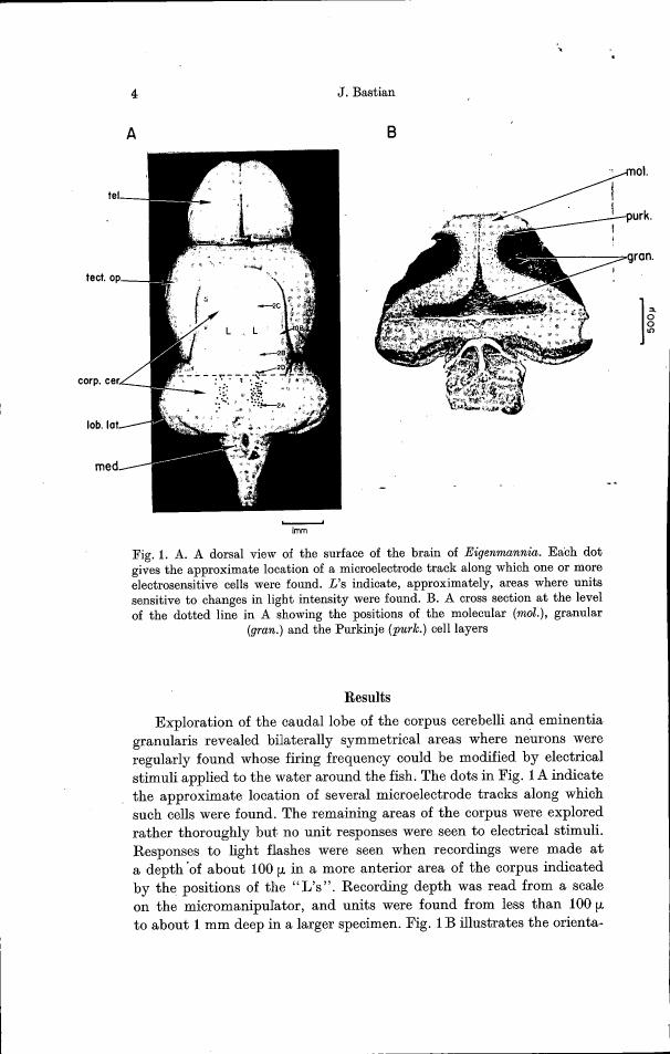 AI-described figure: Fig. 1A and B show a dorsal view of the brain surface in Eigenmannia with labeled regions and a cross-sectional view at the molecular, granular, and Purkinje cell layers.