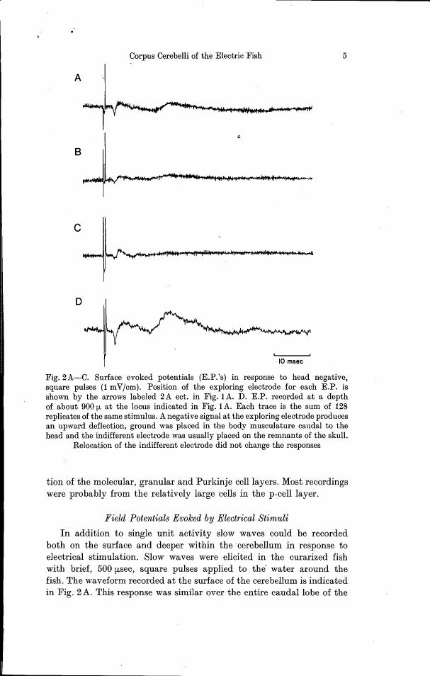 Fig. 2A-C: Surface evoked potentials (E.P.'s) in response to head negative square pulses.