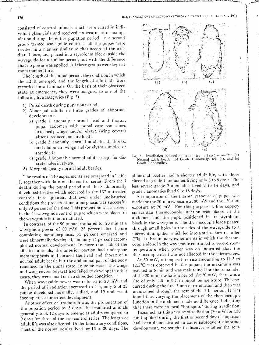 AI-described figure: Figure 2 illustrates irradiation-induced abnormalities in Tenebrio molitor, showing normal and abnormal adult beetles.