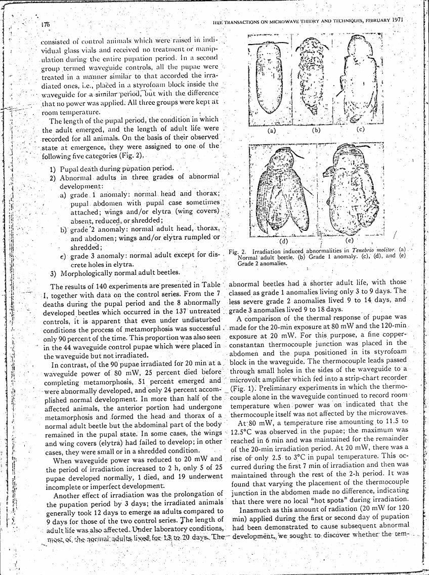 AI-described figure: Irradiation-induced abnormalities in Tenebrio molitor, showing normal adult beetle and various grades of abnormal development.