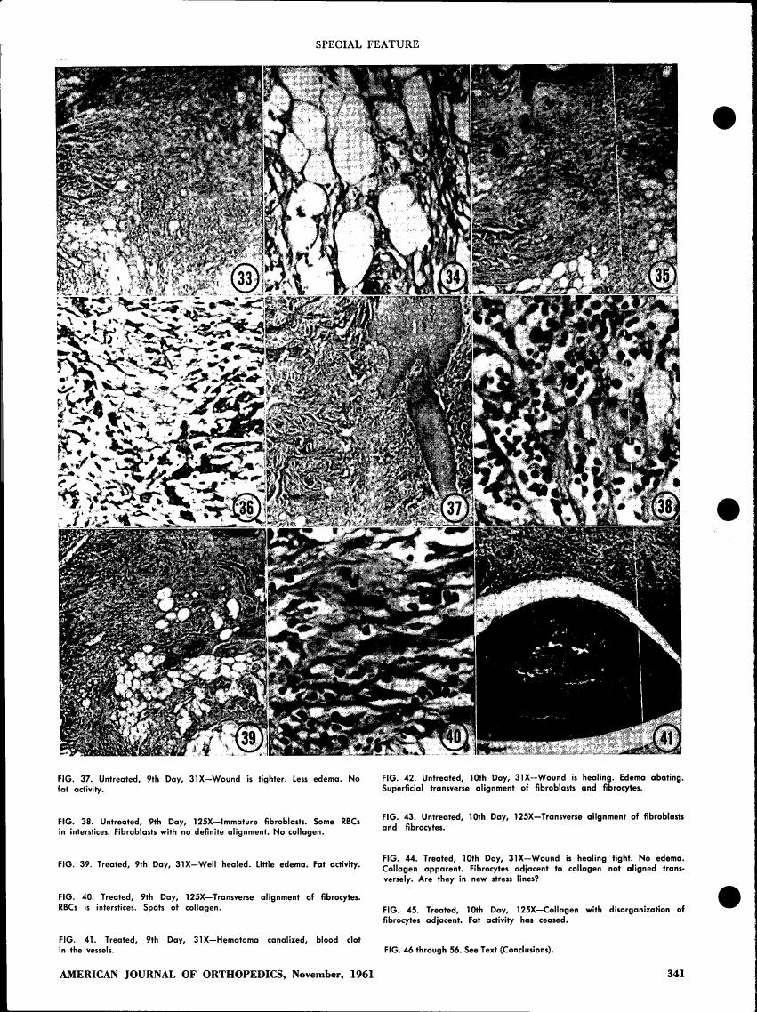AI-described figure: Microscopic images showing tissue healing at different stages and conditions (untreated vs. treated) over time.