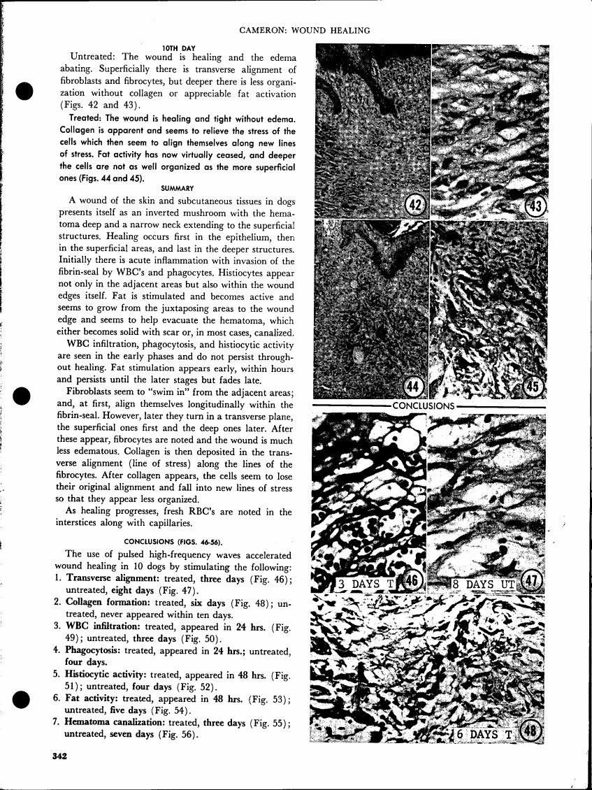 AI-described figure: Histological sections showing wound healing progression at different stages (Figs. 42-56)