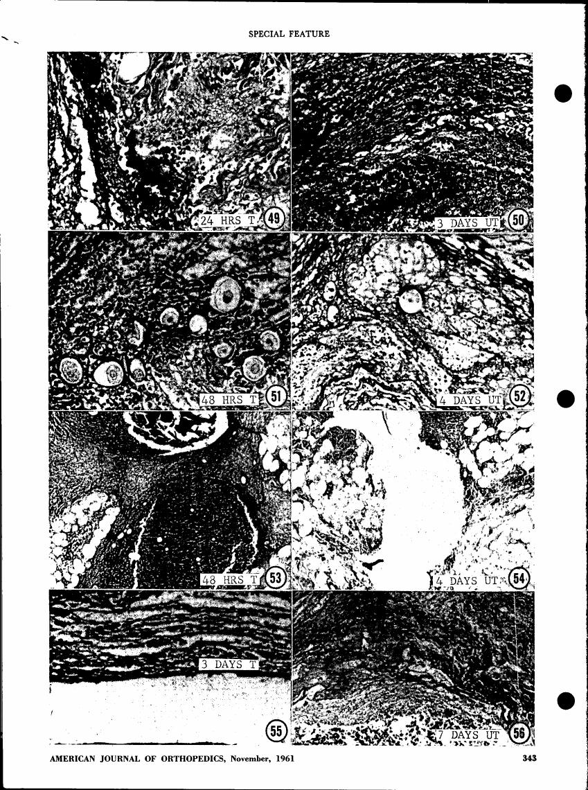 AI-described figure: Microscopic images showing tissue changes over time (24 HRS T to 7 DAYS UT)