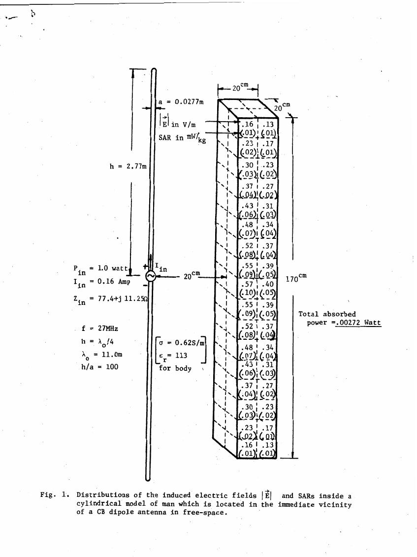 Fig. 1. Distributions of the induced electric fields |E| and SARs inside a cylindrical model of man which is located in the immediate vicinity of a CB dipole antenna in free-space.