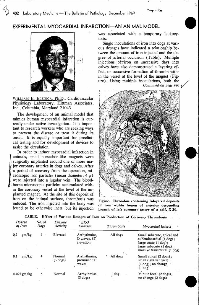 AI-described figure: The figure illustrates a thrombus containing three-layered deposits of iron within the lumen of an anterior descending branch of the left coronary artery in a calf, magnified at X20.