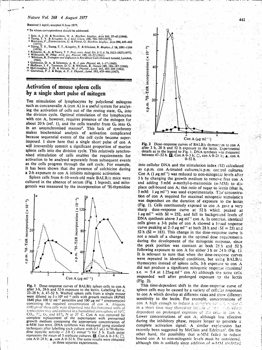 AI-described figure: Dose-response curves for BALB/c spleen cells exposed to concanavalin A (Con A) at different time intervals, showing the incorporation of radioactive thymidine into DNA.