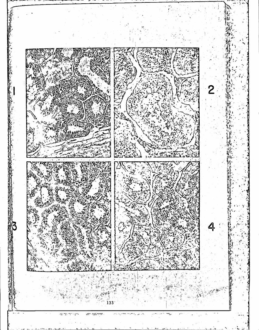 AI-described figure: Microscopic images labeled with numbers (1-4) showing various tissue structures.