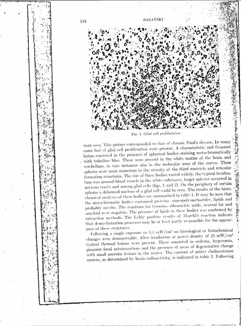 Fig. 1: Glial cell proliferation.