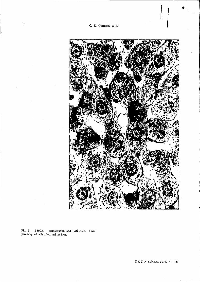 AI-described figure: Fig. 5: A high-magnification (1500x) image showing liver parenchymal cells stained with hematoxylin and PAS, highlighting the cellular structure of a normal rat liver.