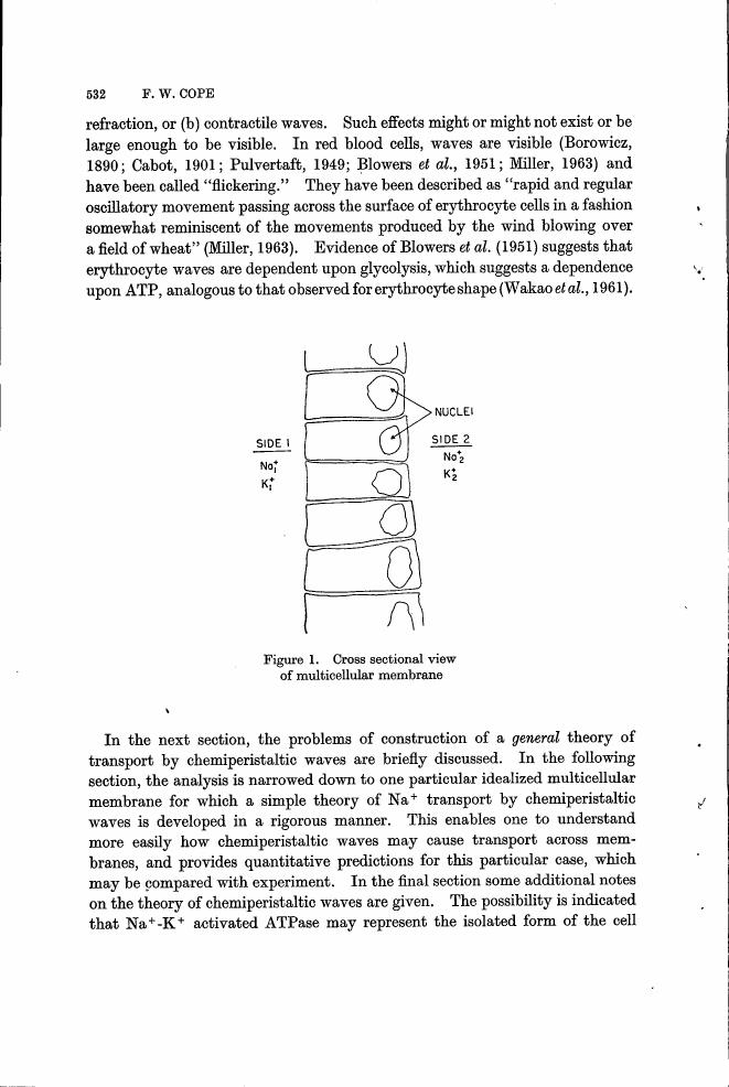 AI-described figure: Figure 1. Cross-sectional view of a multicellular membrane showing nuclei and ion distribution on either side.