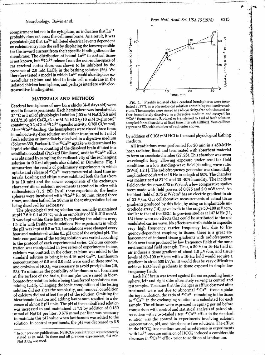 Figure 1 illustrates the uptake and efflux of radioactive calcium in freshly isolated chick cerebral hemispheres over time.