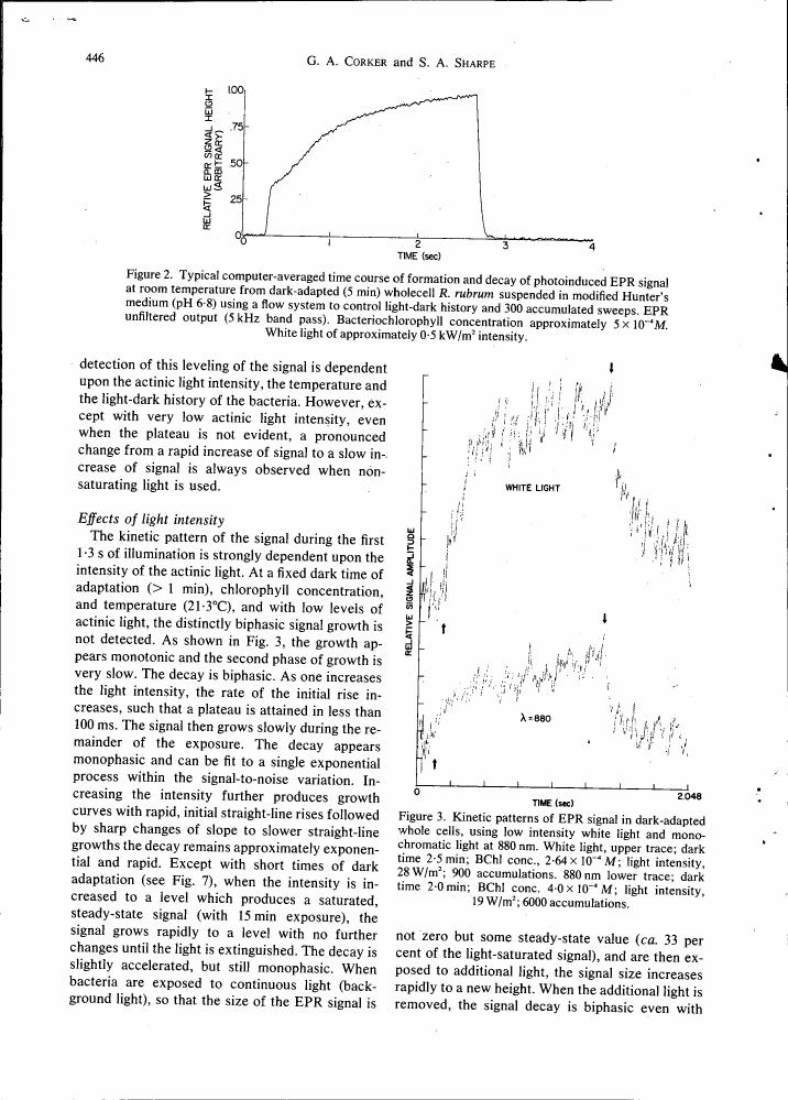 Figure 2. Typical computer-averaged time course of formation and decay of photoinduced EPR signal at room temperature from dark-adapted (5 min) wholecell R. rubrum suspended in modified Hunter's medium (pH 6-8) using a flow system to control light-dark history and 300 accumulated sweeps.