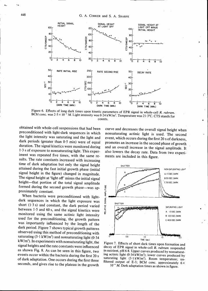 Figure 6. Effects of long dark times upon kinetic parameters of EPR signal in whole-cell R. rubrum.