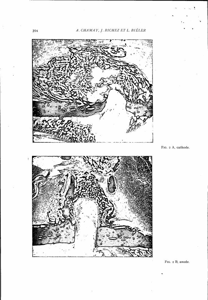 AI-described figure: Figures showing microscopic images labeled as cathode (2A) and anode (2B), likely from a scientific study.