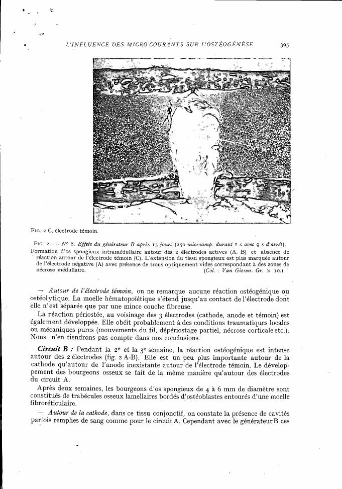 AI-described figure: Figure 2C showing a histological section with an electrode témoin and its effects on bone formation after 15 days of treatment.