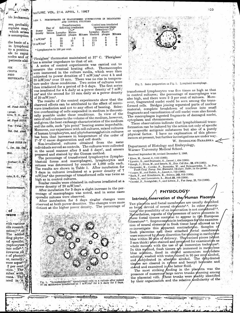 AI-described figure: Figure 1 illustrates 'Lymphoblastoid' transformed cells in a culture after pulsed with microwave irradiation at 7 mW/cm² for 4 hours daily for 3 days.