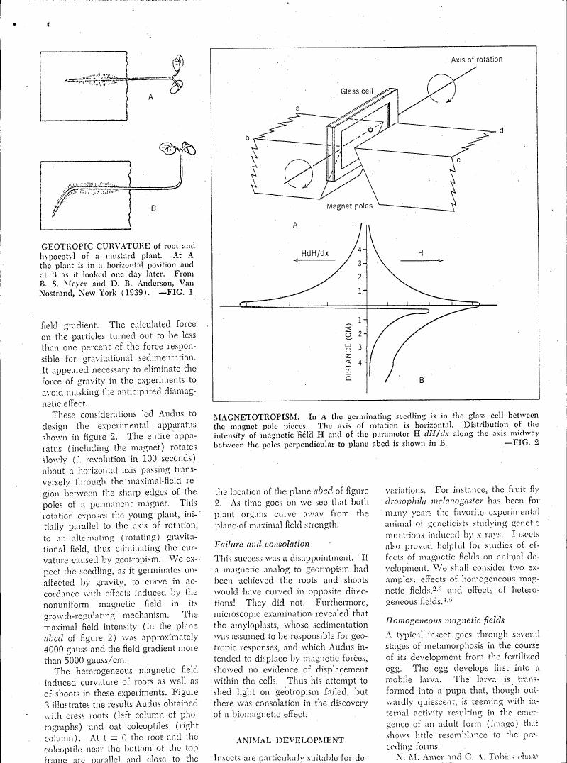 AI-described figure: Diagram showing geotropic curvature and magnetotropism in a mustard plant, with reference to Figures 1 and 2.