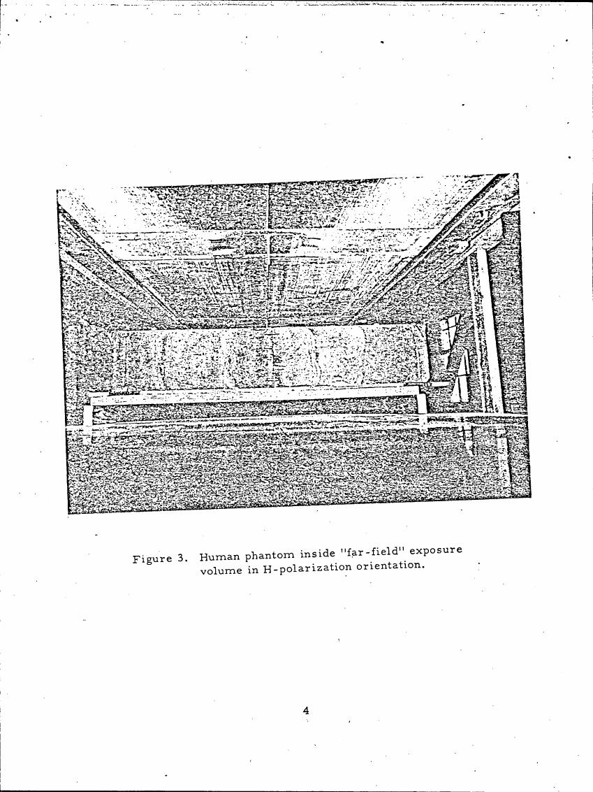 Figure 3. Human phantom inside 'far-field' exposure volume in H-polarization orientation.