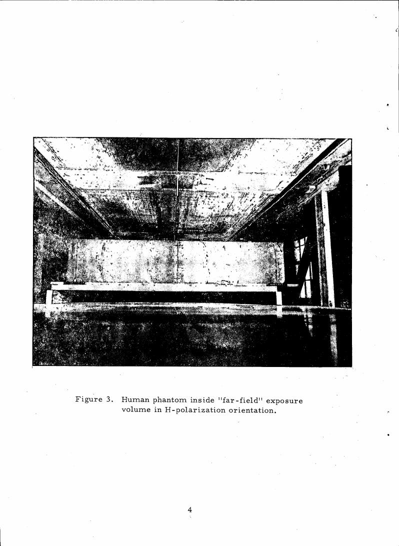 Figure 3. Human phantom inside 'far-field' exposure volume in H-polarization orientation.