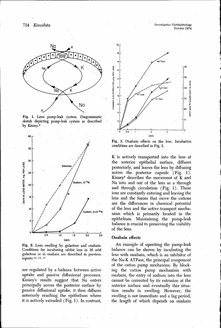 AI-described figure: Fig. 2: Lens swelling by galactose and ouabain.