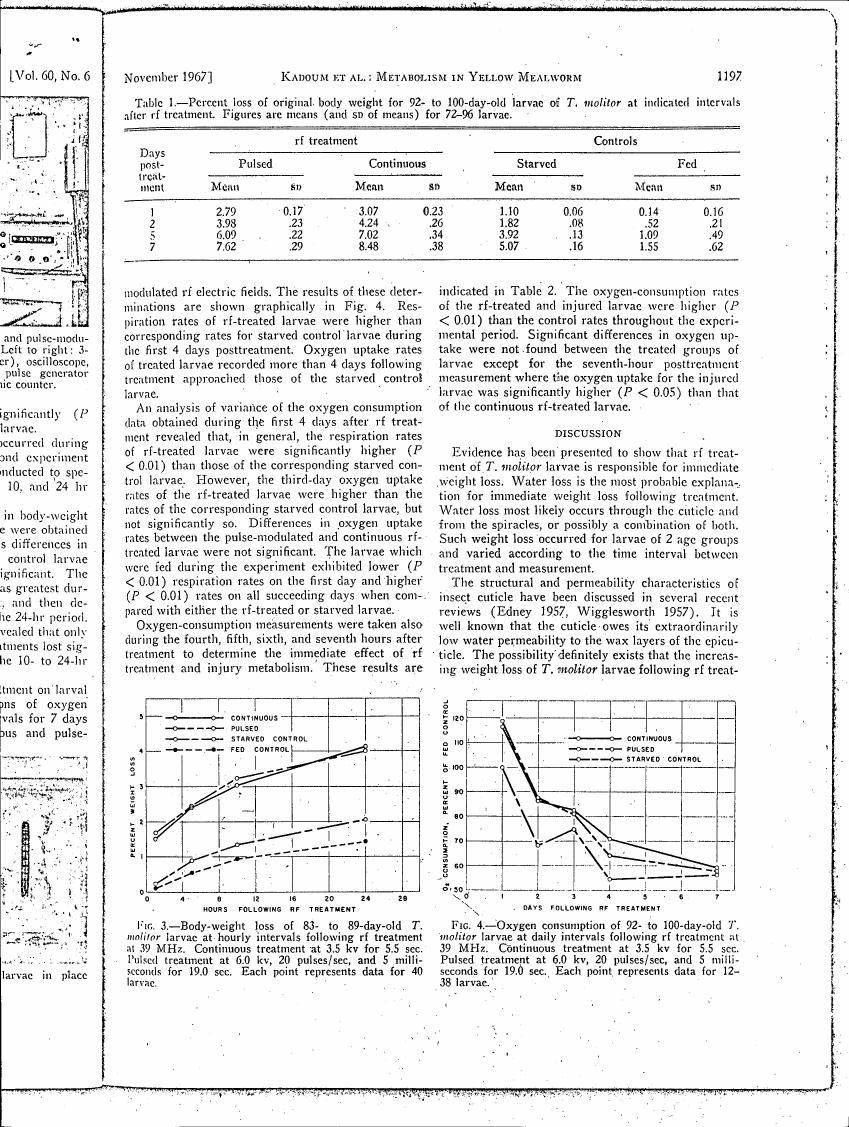 AI-described figure: Figure 3 illustrates body-weight loss in T. molitor larvae over time following radiofrequency (rf) treatment at various power levels and durations.