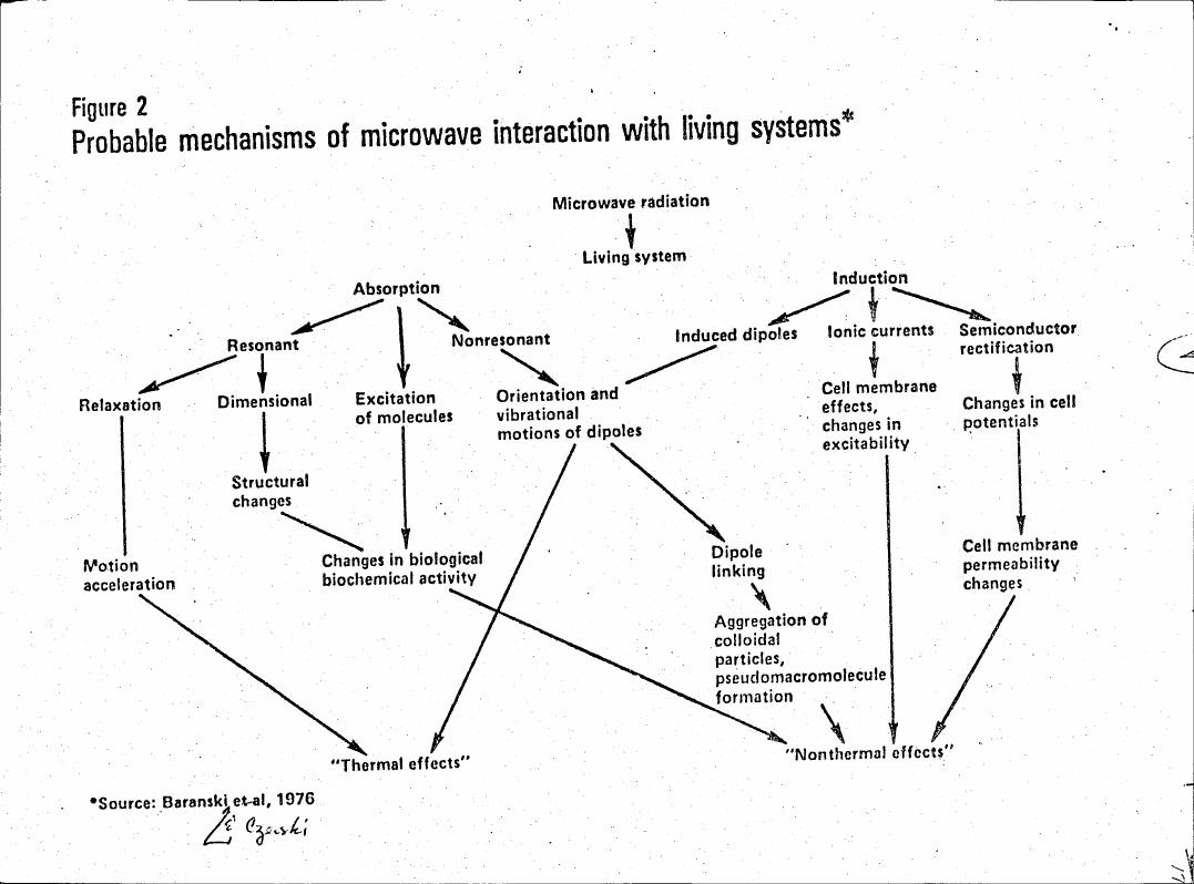 Figure 2: Probable mechanisms of microwave interaction with living systems