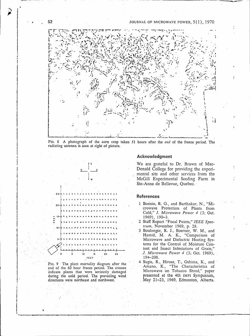 Figure 8: A photograph of the corn crop taken 51 hours after the end of the freeze period. The radiating antenna is seen at right of picture.