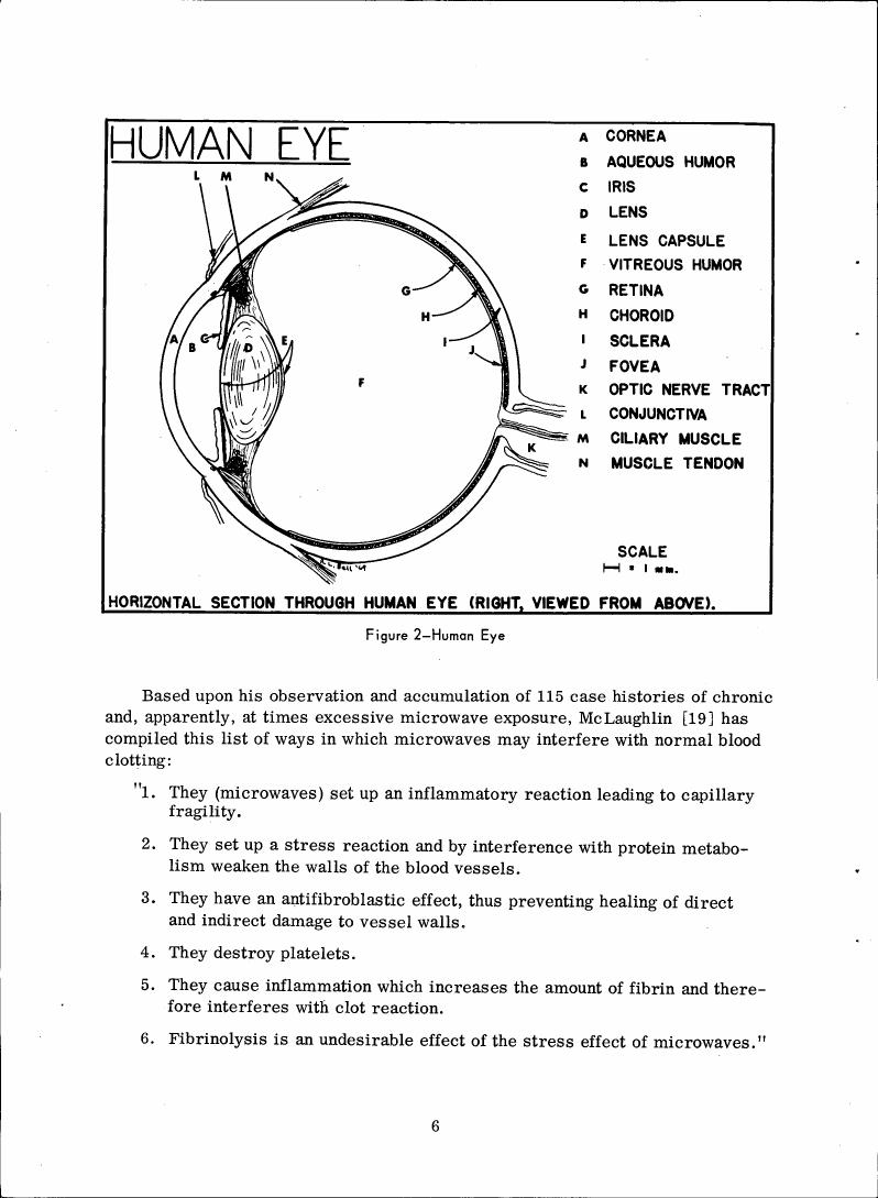 Figure 2 - Human Eye showing a horizontal section through the human eye viewed from above.