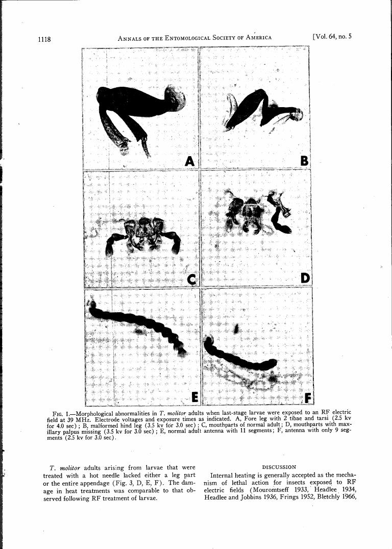 AI-described figure: Fig. 1 displays morphological abnormalities in T. molitor adults resulting from exposure to an RF electric field at 39 MHz.