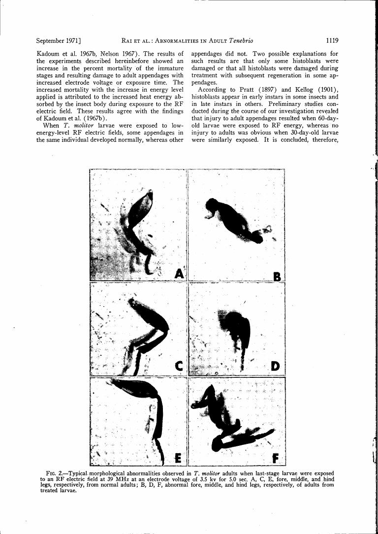 AI-described figure: Fig. 2 displays typical morphological abnormalities observed in T. molitor adults following exposure to an RF electric field during larval stages.