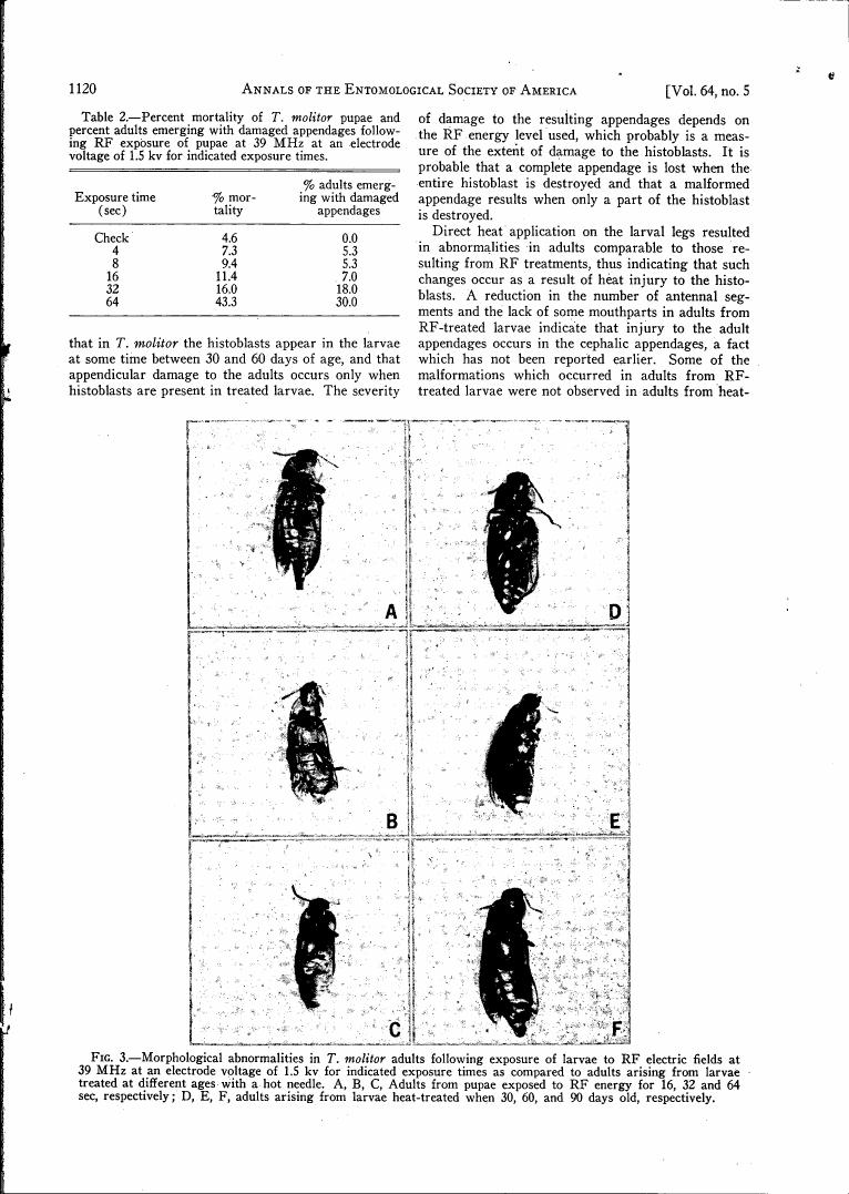 Fig. 3 displays morphological abnormalities in T. molitor adults following exposure to RF electric fields at 39 MHz, comparing adults from larvae treated with different ages and methods.