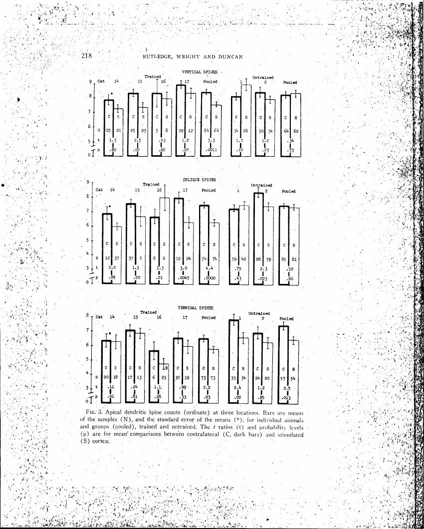Figure 3. Apical dendritic spine counts at three locations for trained and untrained animals.