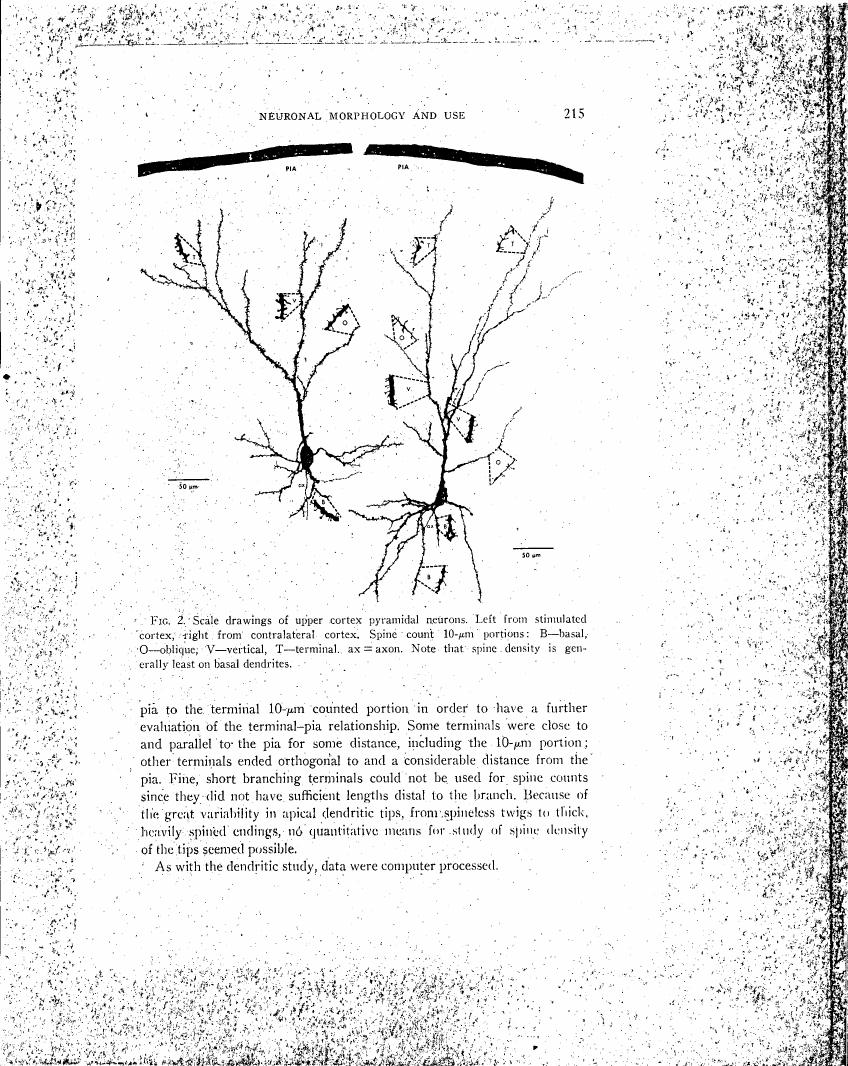 AI-described figure: Fig. 2: Scale drawings of upper cortex pyramidal neurons showing dendritic branching and spine distribution.