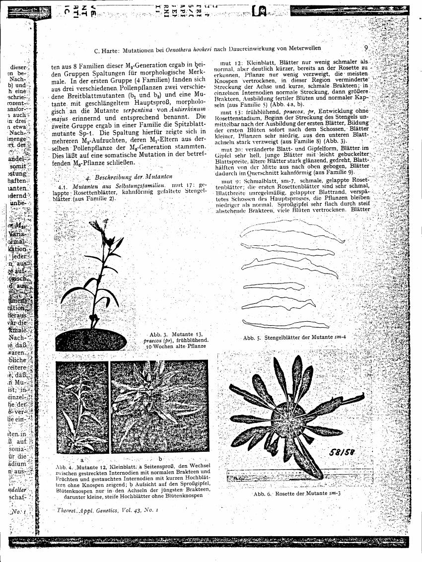 AI-described figure: Figure 3 illustrates a mutant plant with rosette leaves and early flowering characteristics.