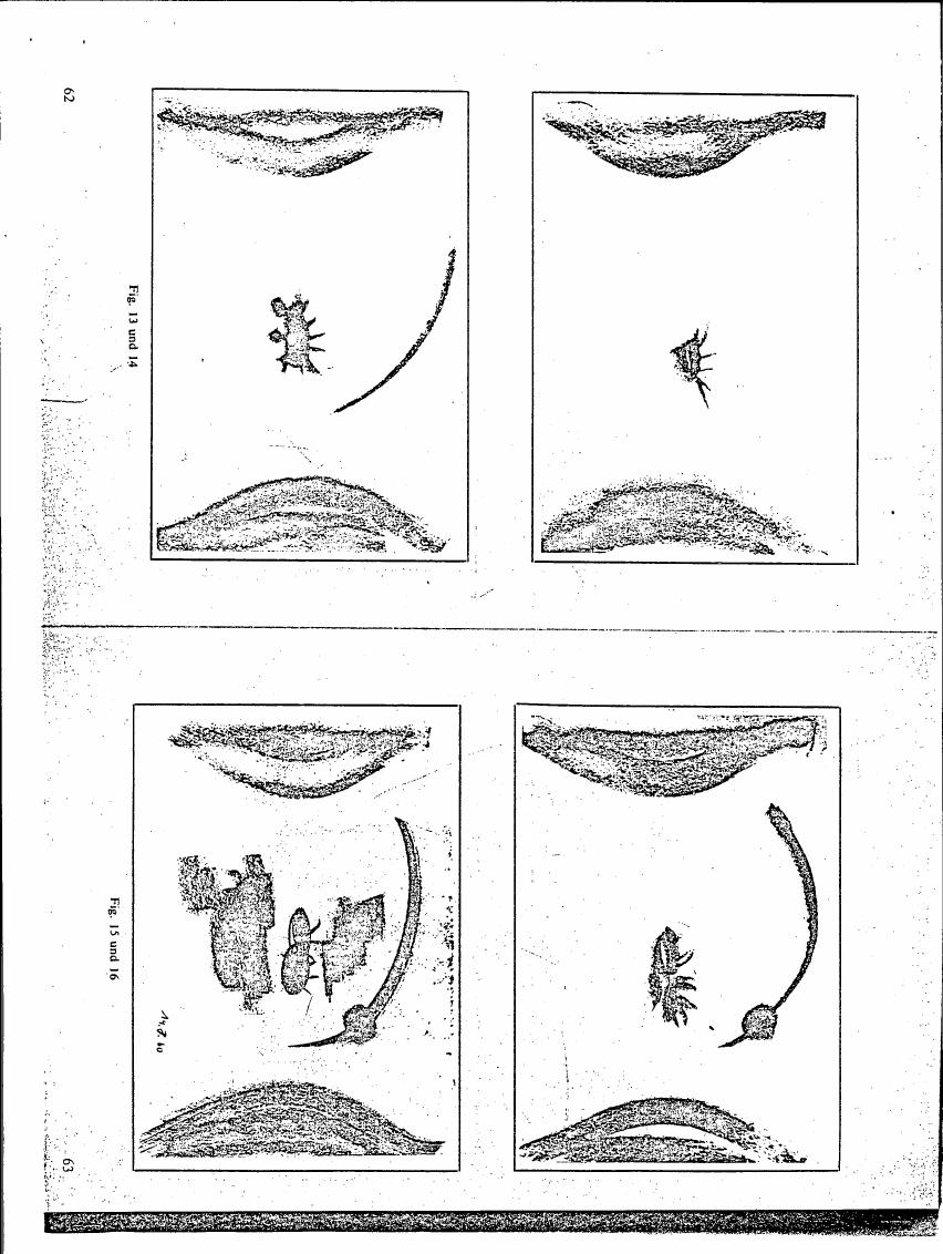 AI-described figure: Figures 13 and 14 show a series of insect-like figures in different positions within curved lines.