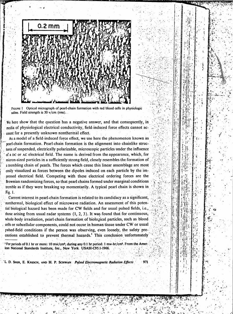Figure 1: Optical micrograph of pearl-chain formation with red blood cells in physiologic saline. Field strength is 50 V/cm (rms).
