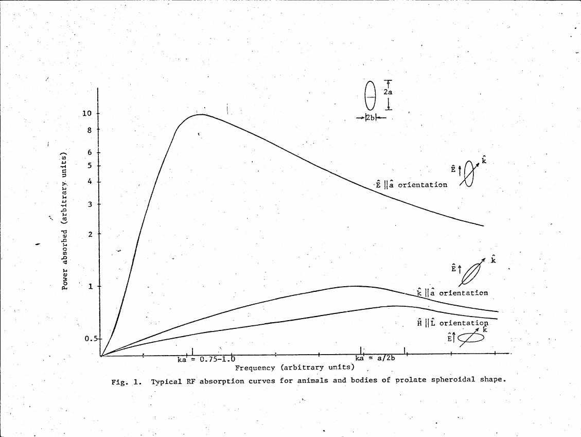 Fig. 1: Typical RF absorption curves for animals and bodies of prolate spheroidal shape.