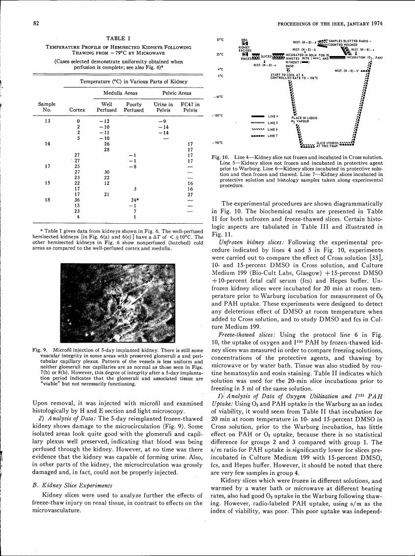 AI-described figure: Diagram showing experimental procedures for kidney slices in Cross solution and Warburg incubation.