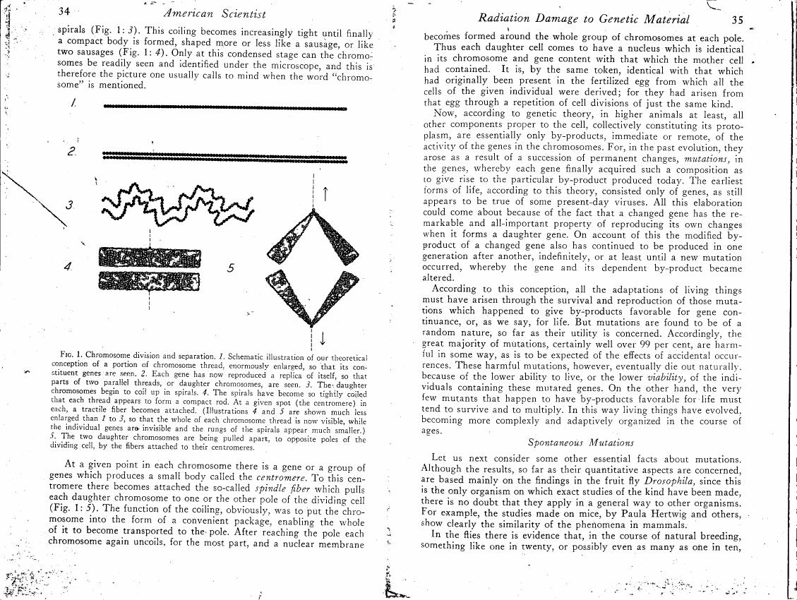 AI-described figure: Figure 1 illustrates chromosome division and separation, showing stages from a schematic to the actual process with labeled parts.