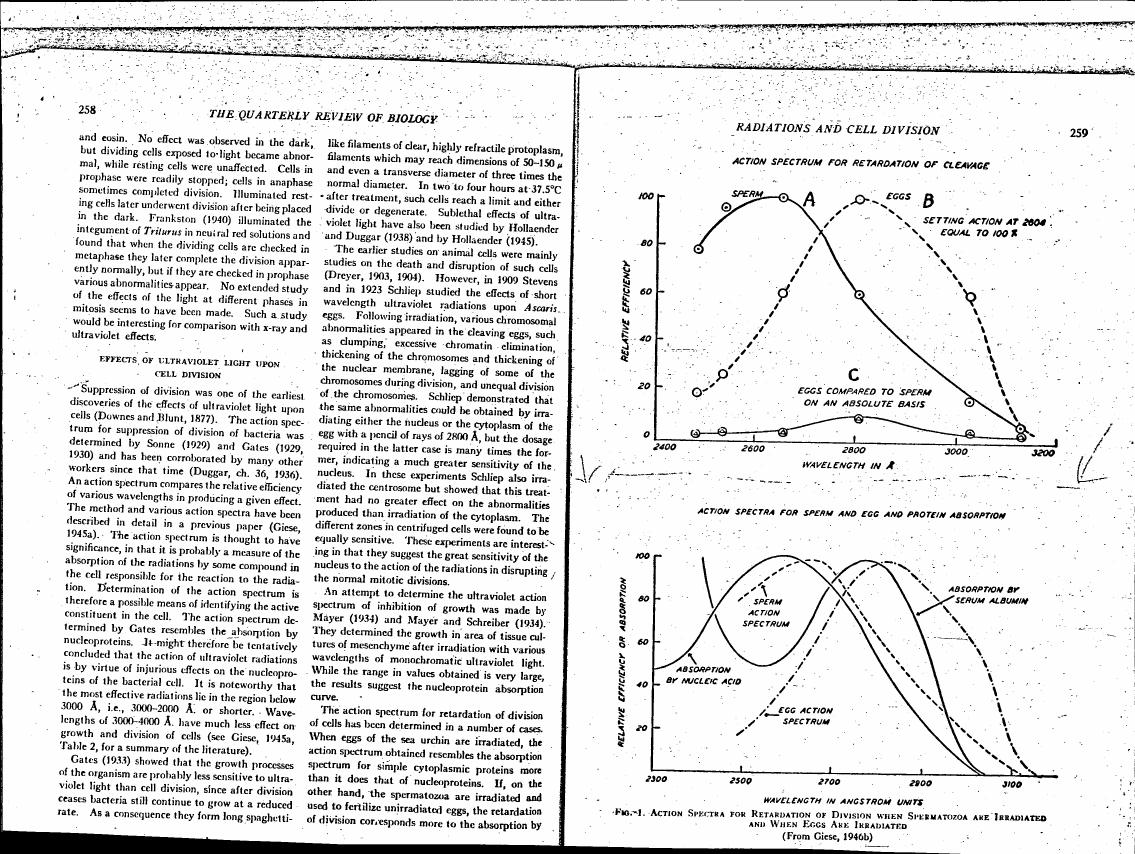 Action spectra for retardation of division when spermatozoa are irradiated and when eggs are irradiated.