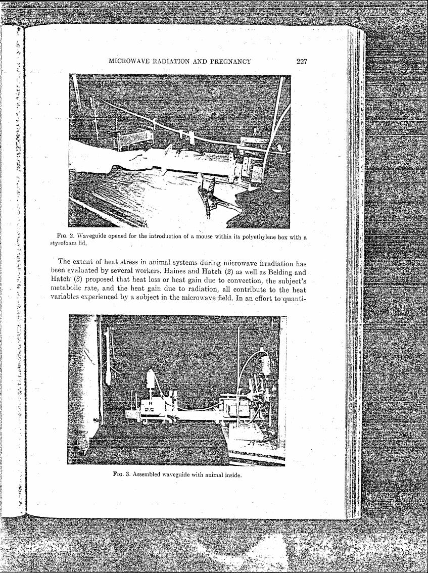 Fig. 2: Waveguide opened for the introduction of a mouse within its polyethylene box with a styrofoam lid.
