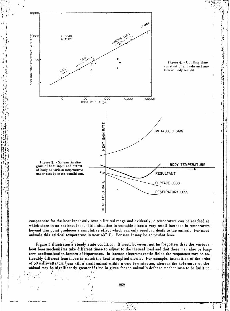 Figure 4. Cooling time constant of animals as function of body weight.
