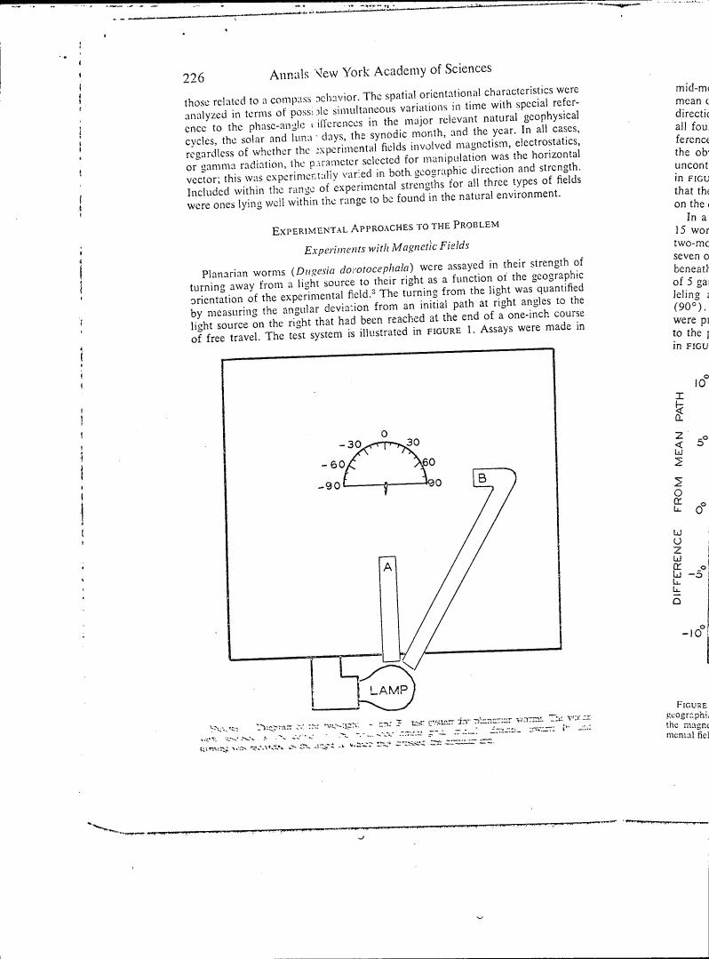 AI-described figure: Diagram of a two-motor test system for planarian worms showing the orientation and movement in response to magnetic fields.