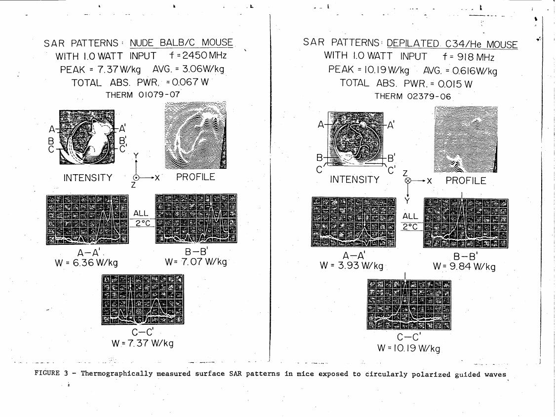 Figure 3 - Thermographically measured surface SAR patterns in mice exposed to circularly polarized guided waves
