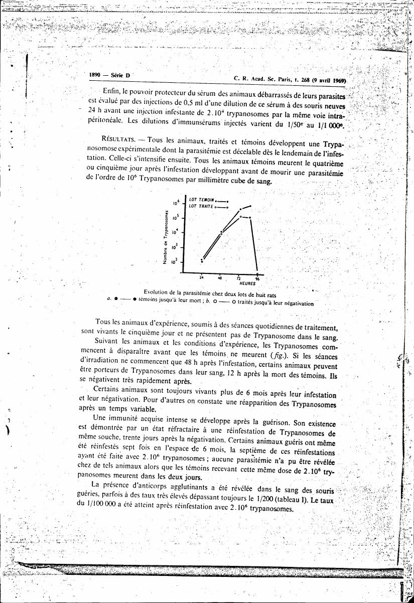 AI-described figure: Graph showing the evolution of parasitemia over time in two groups of rats: untreated (lot témoin) and treated (lot traité).