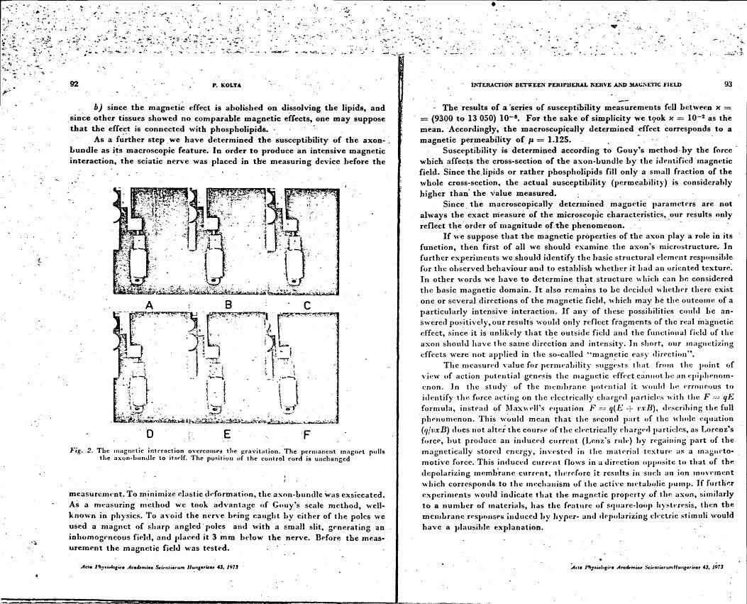 Figure 2 illustrates a setup where magnetic interaction overcomes gravitation, with an axon-bundle being pulled towards itself by a permanent magnet.